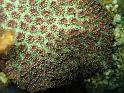 corail piquant - Galaxea fascicularisJPG